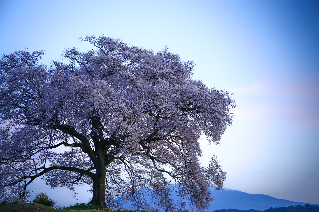 韮崎市わに塚の桜