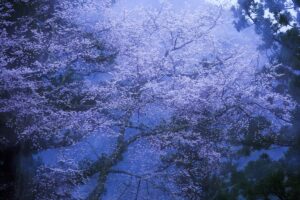 身延山久遠寺枝垂れ桜