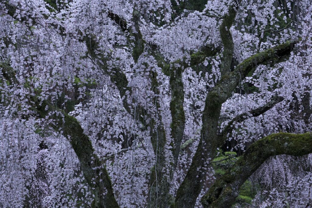 身延山久遠寺枝垂れ桜