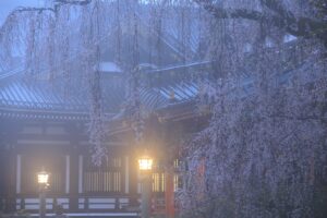 身延山久遠寺の枝垂れ桜
