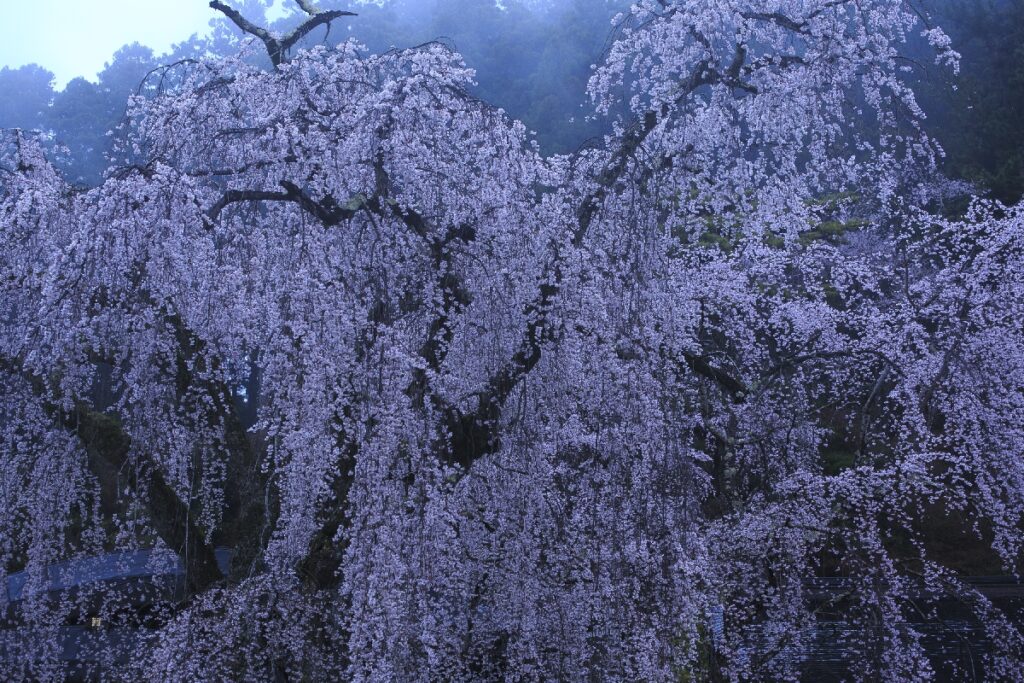 身延山久遠寺の枝垂れ桜