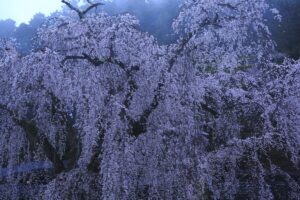 身延山久遠寺の枝垂れ桜