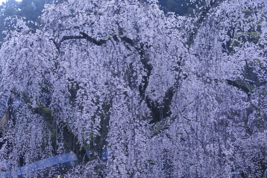 身延山久遠寺の枝垂れ桜