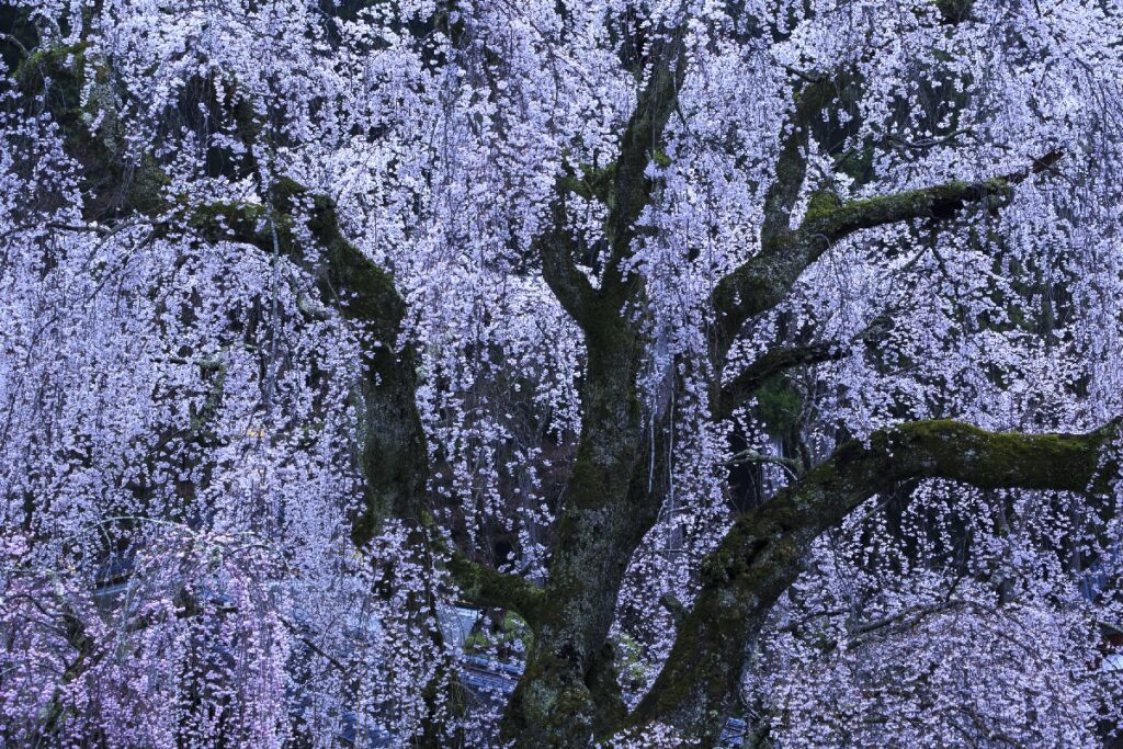 身延山久遠寺枝垂れ桜