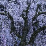 身延山久遠寺枝垂れ桜