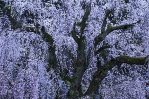 身延山久遠寺枝垂れ桜
