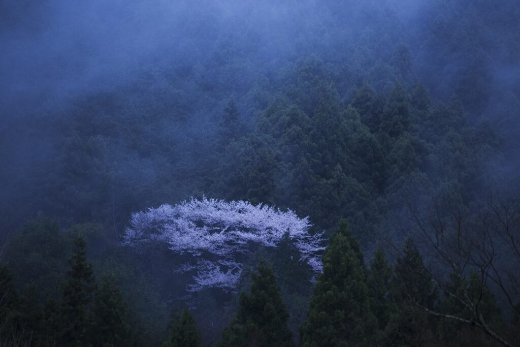 身延山久遠寺枝垂れ桜
