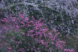 身延山久遠寺の枝垂れ桜