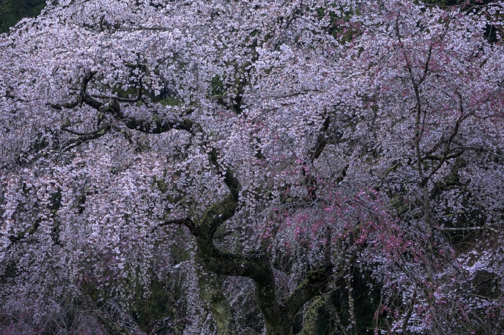 身延山久遠寺の枝垂れ桜