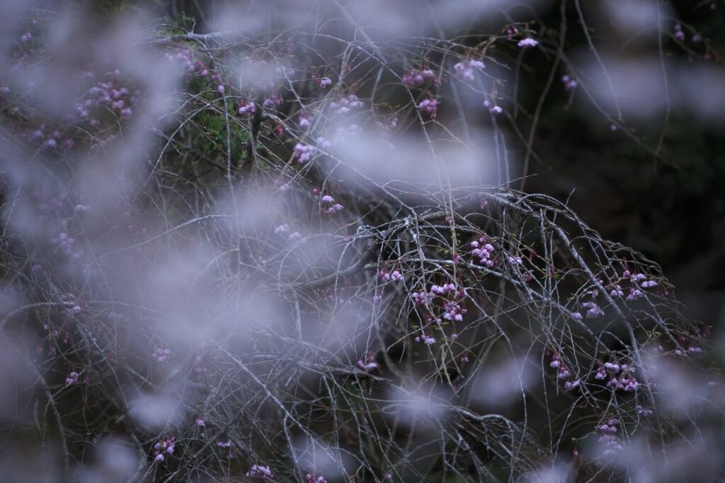 久遠寺のしだれ桜