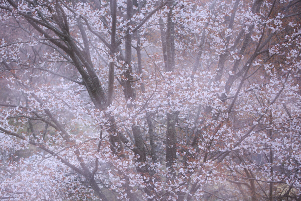 茨城県沓掛峠の山桜