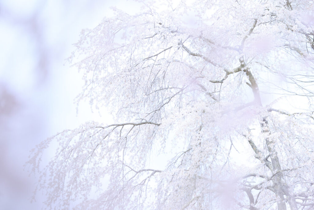 福島の桜