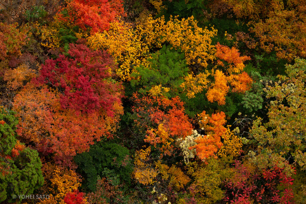 磐梯吾妻スカイライン つばくろ谷の紅葉