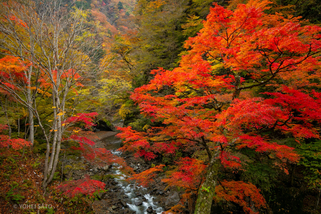 秩父・中津峡の紅葉と女郎モミジ