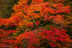 秩父・中津峡の紅葉と女郎モミジ