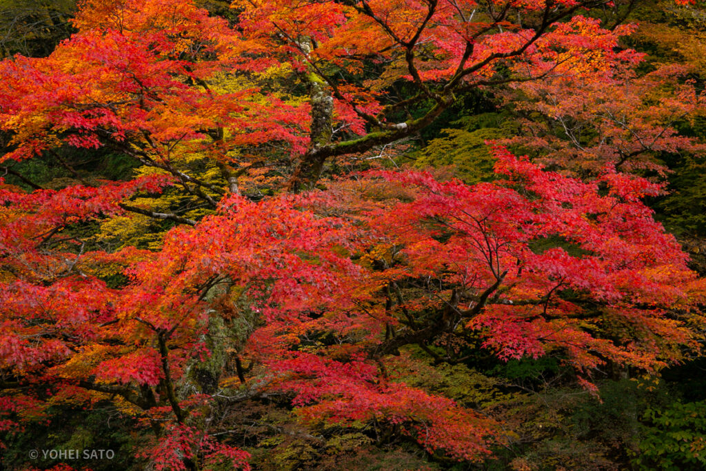 秩父・中津峡の紅葉と女郎モミジ