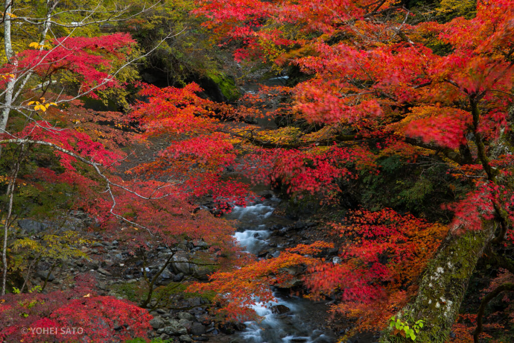 秩父・中津峡の紅葉と女郎モミジ