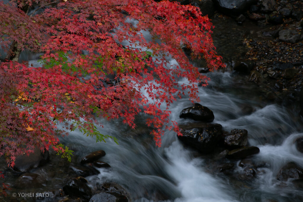 秩父・中津峡の紅葉と女郎モミジ