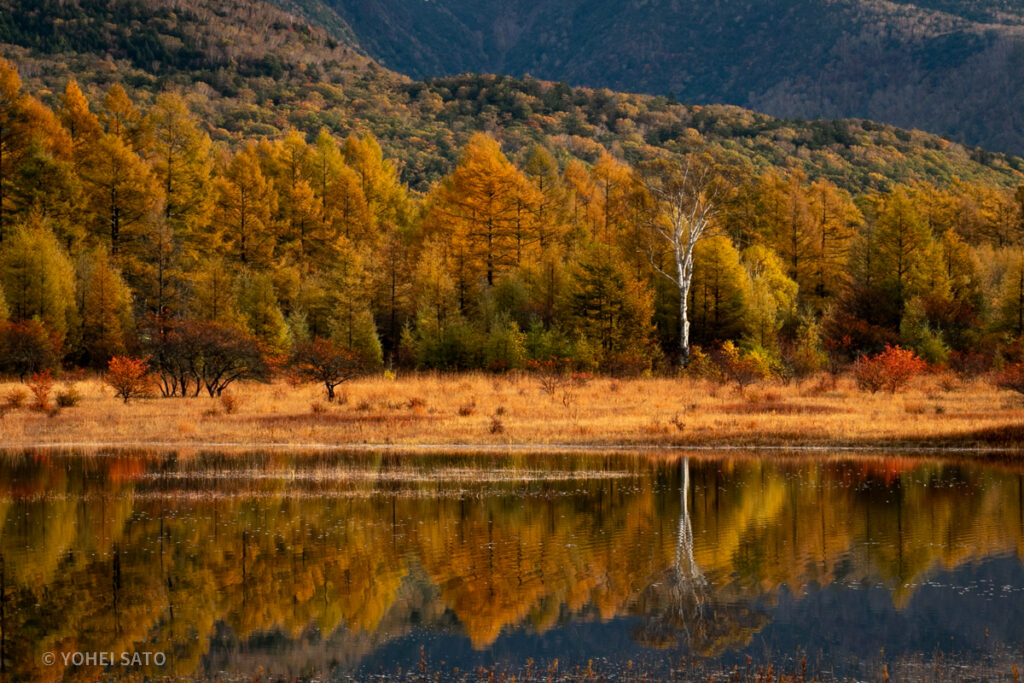 奥日光・小田代ヶ原の紅葉